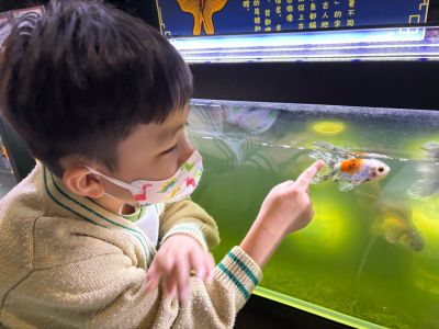 K2_金魚設計活動_幼兒金魚館觀賞金魚
